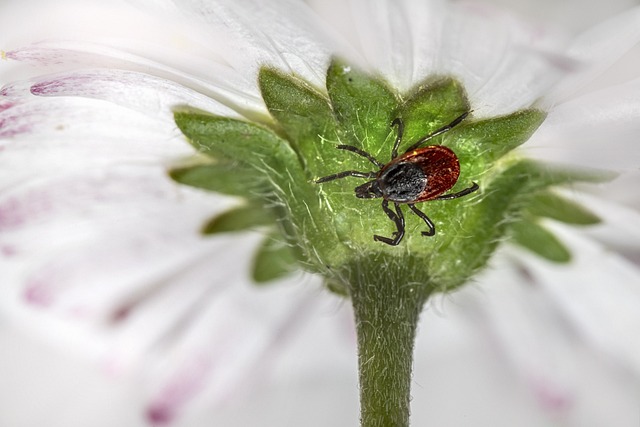 야외 활동 시 쯔쯔가무시 예방 알아보기