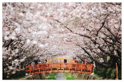 흐드러지게 핀 벚꽃이 덮은 진해 여좌천 계곡을 가로지르는 붉은색 로망스 다리와 상춘객들