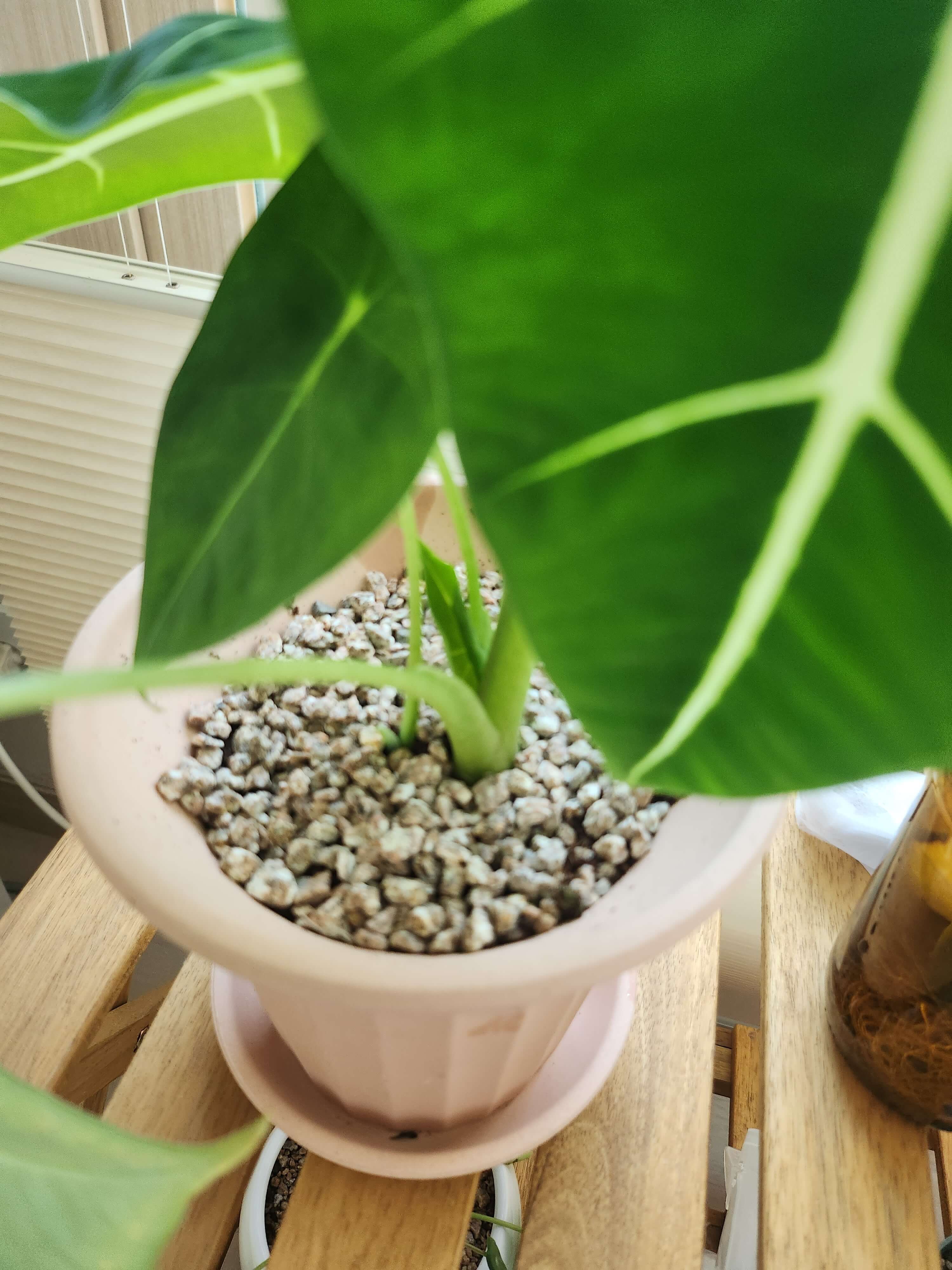 알로카시아 물주기