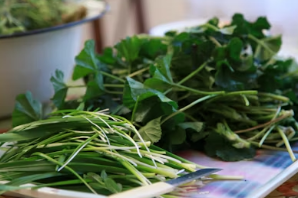 차박지에서 즐기는 5성급 해장: 냄새 걱정 없는 바지락 쑥 라면과 코펠 조리 꿀팁