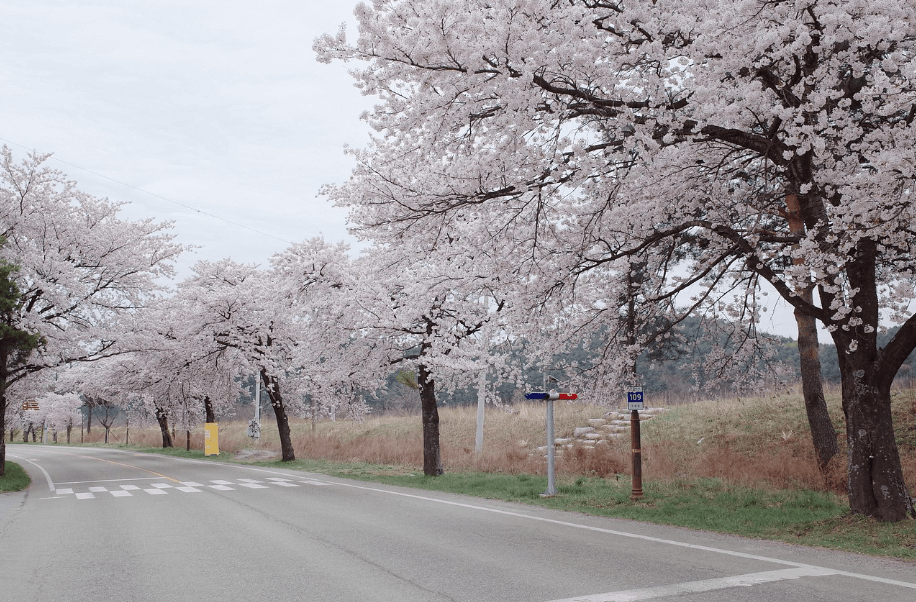 남이섬 도로 벚꽃