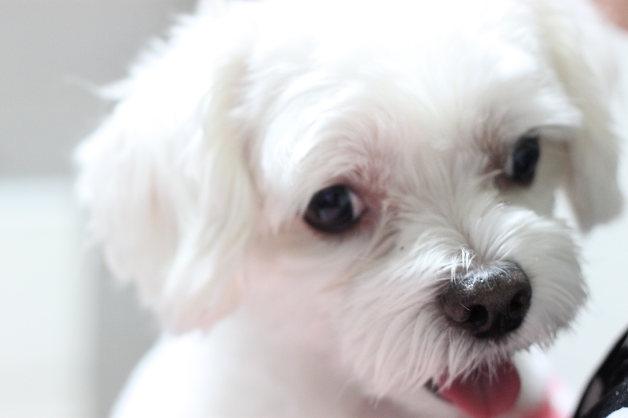 말티즈 사료 추