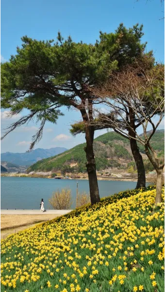 구례 가볼만한곳 베스트10 섬진강 벚꽃길 사성암 드라이브_22