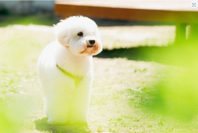 임영웅 반려견 시월이 총정리｜견종 코통 드 튈레아르&middot;나이&middot;생일&middot;입양 사연&middot;또또 뮤직비디오