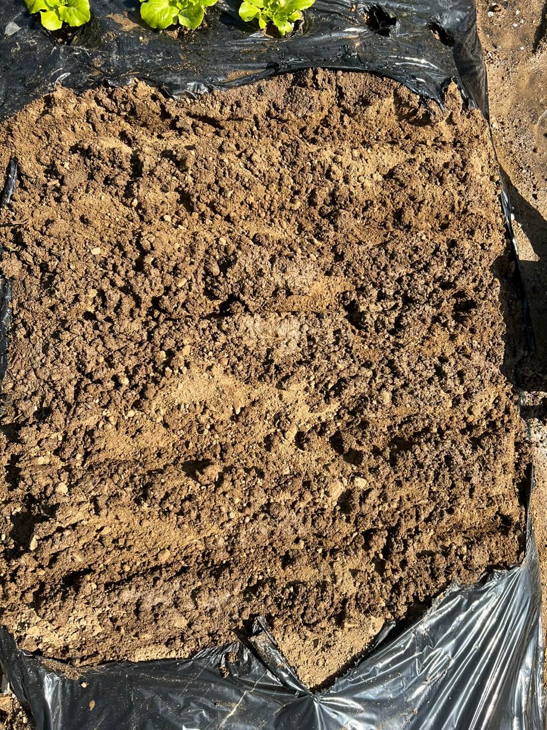 쌈채소를 씨앗으로 파종한 밭