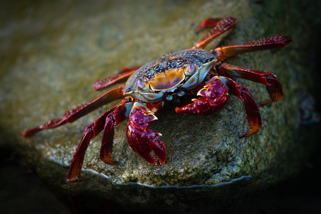 Crab