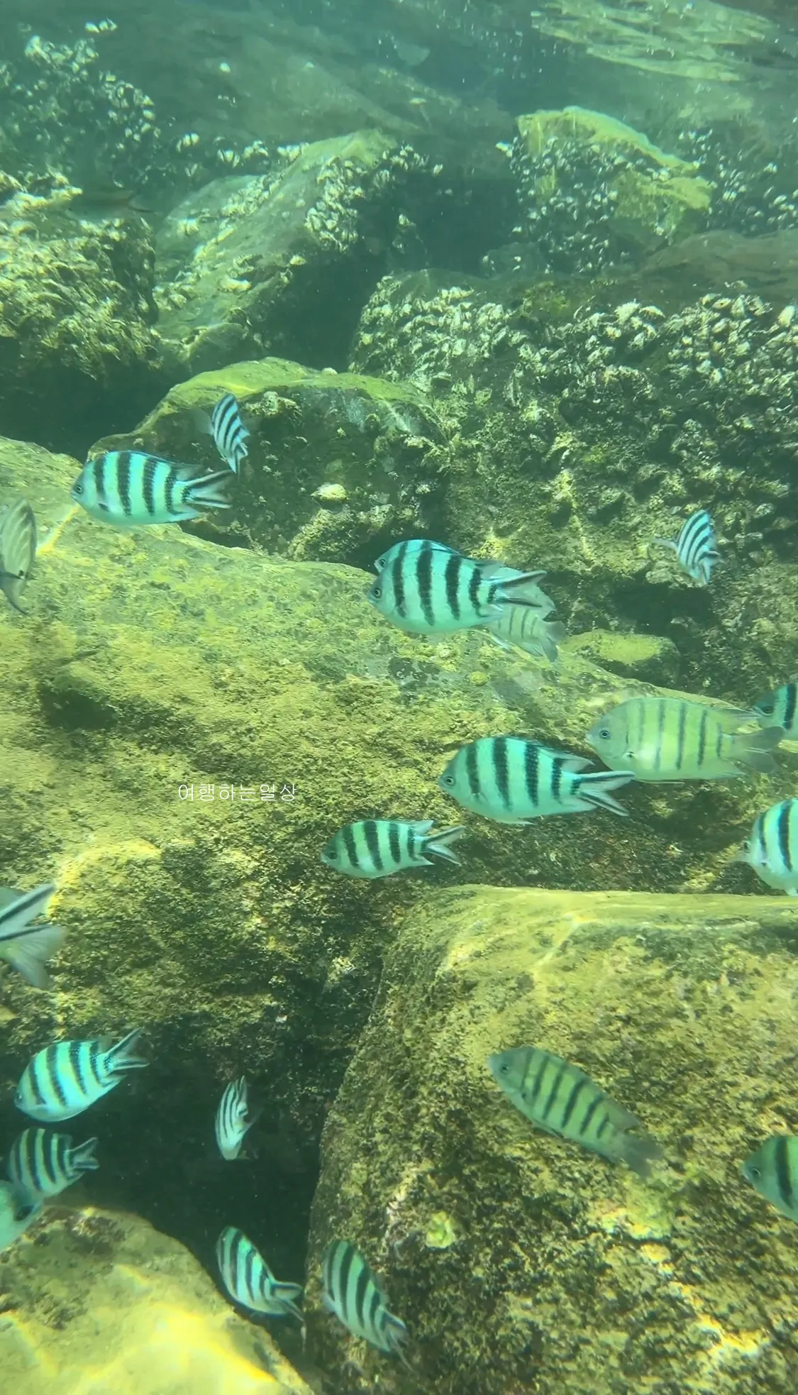 10월-부모님-모시고-나트랑-여행-아미아나리조트-프라이빗비치-스노클링-추천,물고기-먹이,수영복-꿀팁