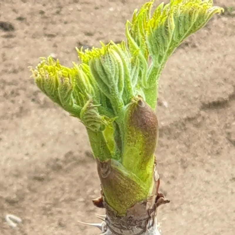 참두릅