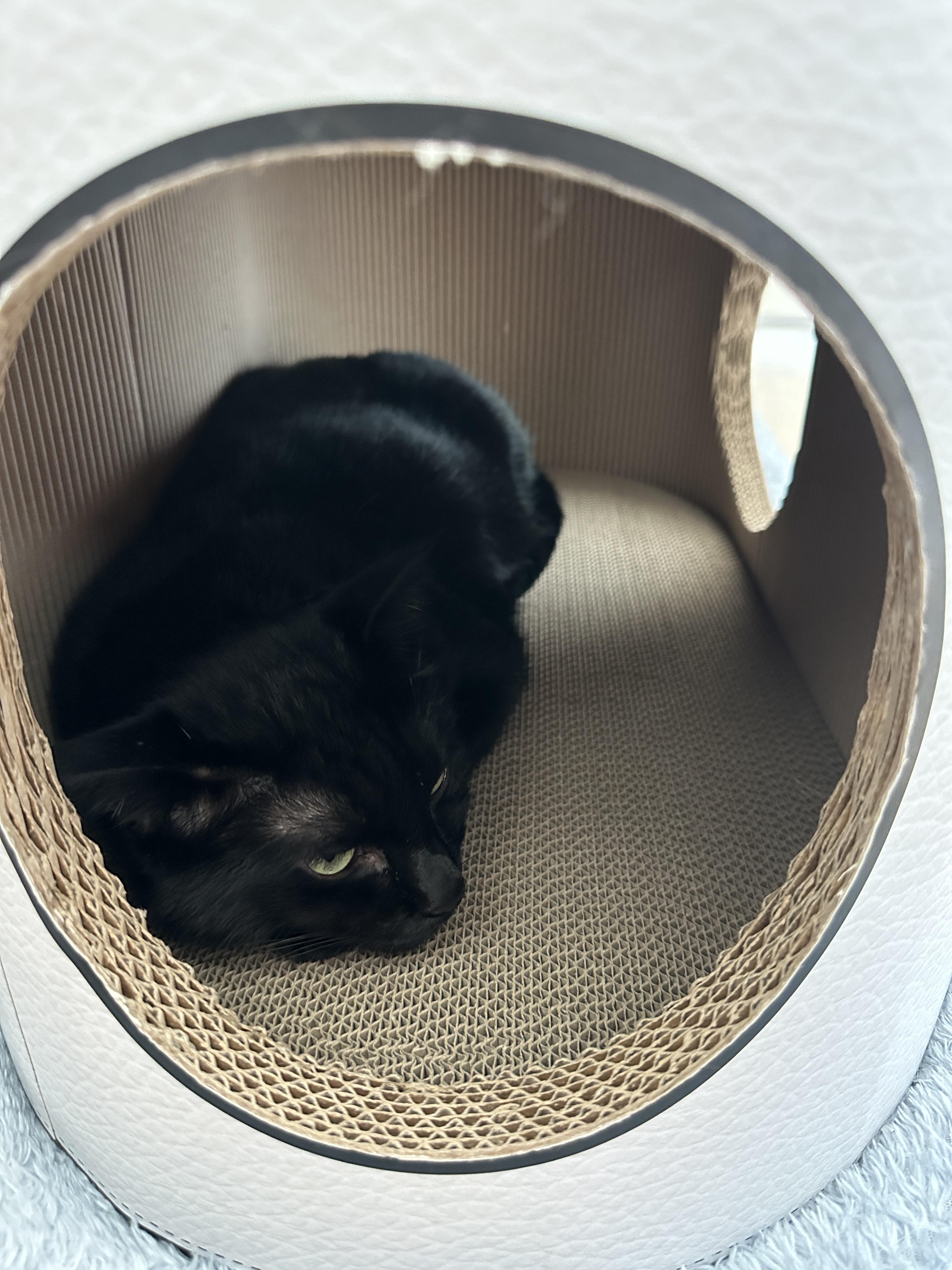 새_스크래쳐_하이라운드_스크래쳐_안에_들어가서_자리잡고_있는_올블랙고양이_건이