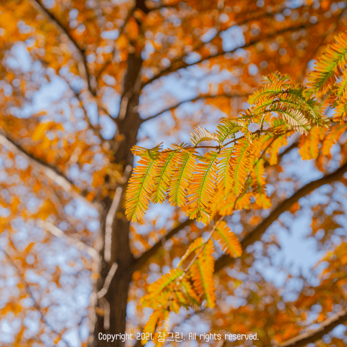 물들어가는 나뭇잎