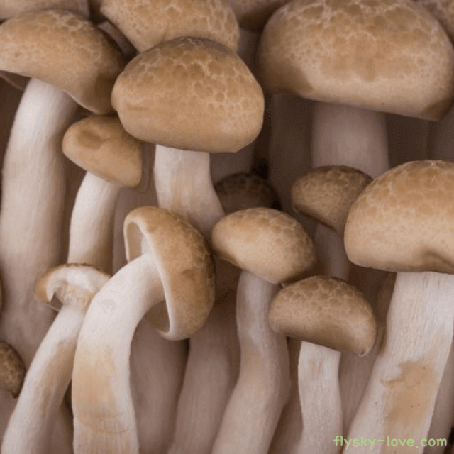 간 건강에 좋은 만가닥버섯