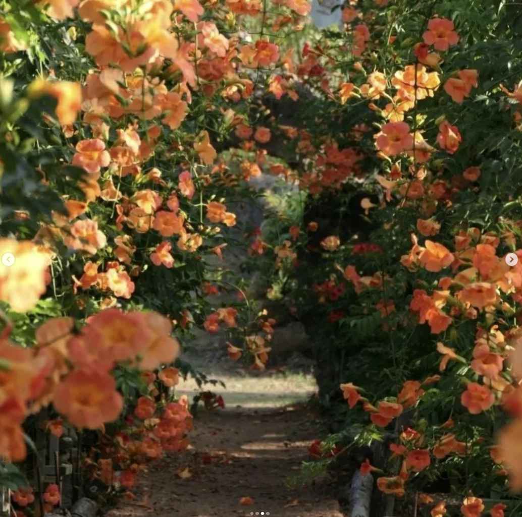 비체올린 능소화축제