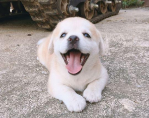 강아지가 너무 환하게 웃는 모습