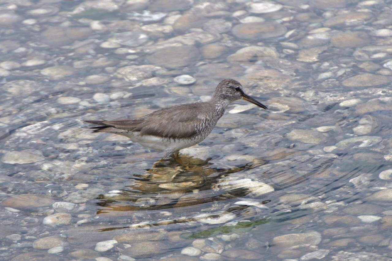 서해안 물때표 이미지