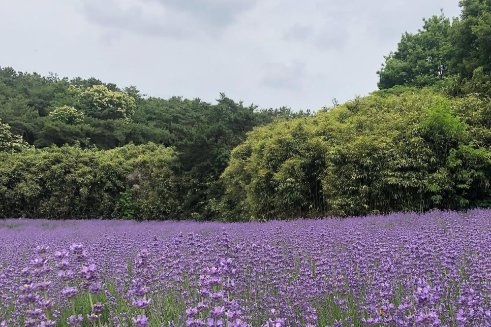 고성 하늬라벤더팜 라벤더 축제