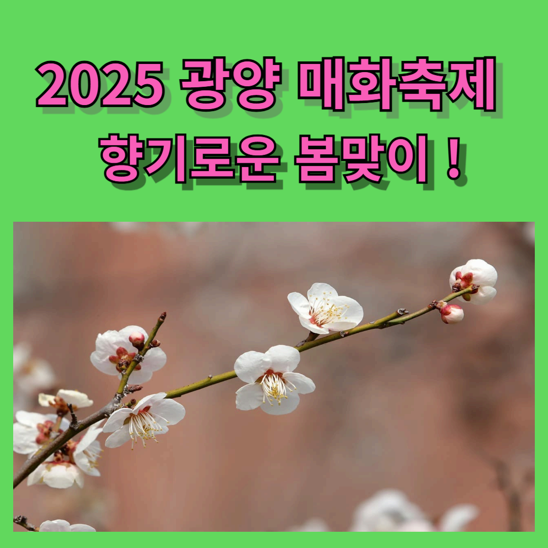 2025년 광양 매화축제 ! 매화 마을에서 향기로운 봄 맞이