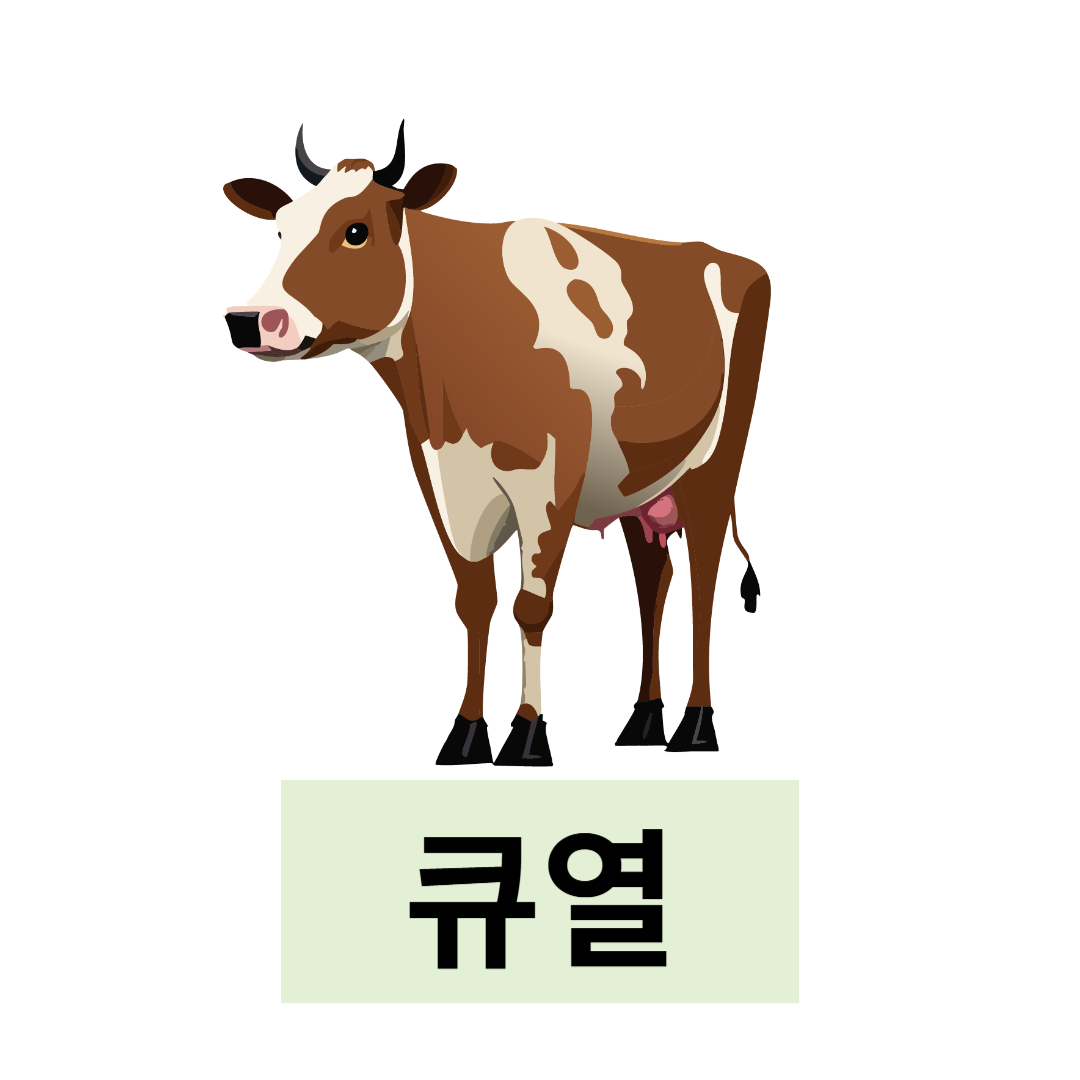 큐열과 관련된 사진입니다.