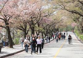 2024 충주호 벚꽃축제 기본정보 및 프로그램 소개