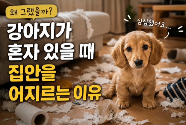 반려견 혼자 있을때 행동에 대한 설명글