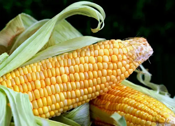 초당 옥수수 보관법, 삶는법,먹는법 칼로리 효능에 대해 A TO Z