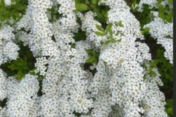 이팝꽃 명소, 조팝나무 이팝나무 차이와 꽃말 개화시기