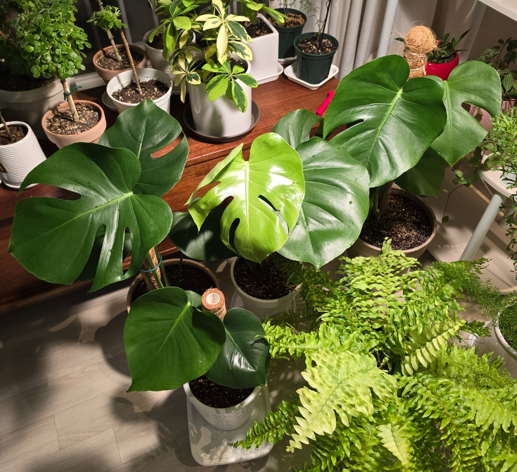 왕잎들이 만들어지고 있는 몬스테라