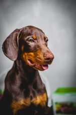 도베르만 핀셔 사진/ 출처:어도비스톡