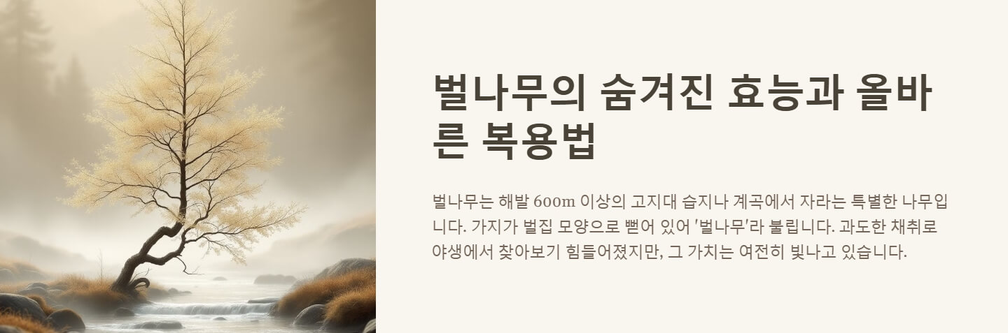 벌나무 효능 끓여먹는 방법
