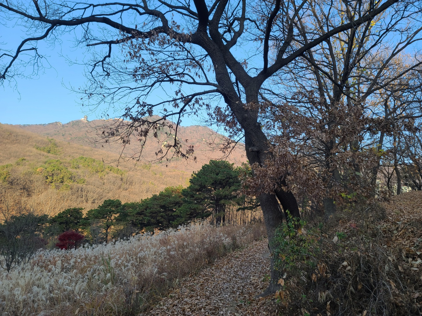 수리산 초막골생태공원 언덕에 있는 연리목