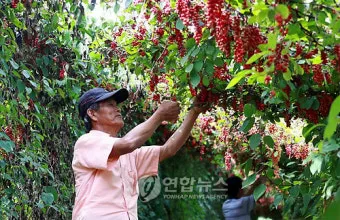 오미자 재배 차광 관리 덩굴 유인 병해 예방_6