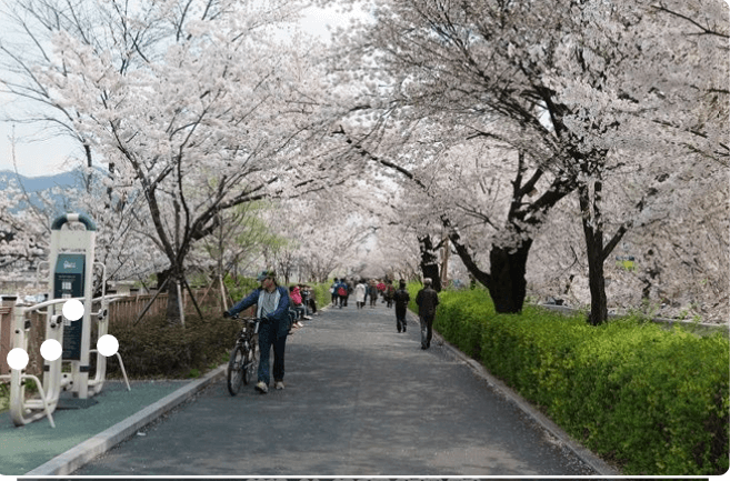 여의도벛꽃축제