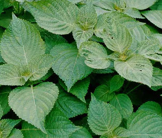 깻잎