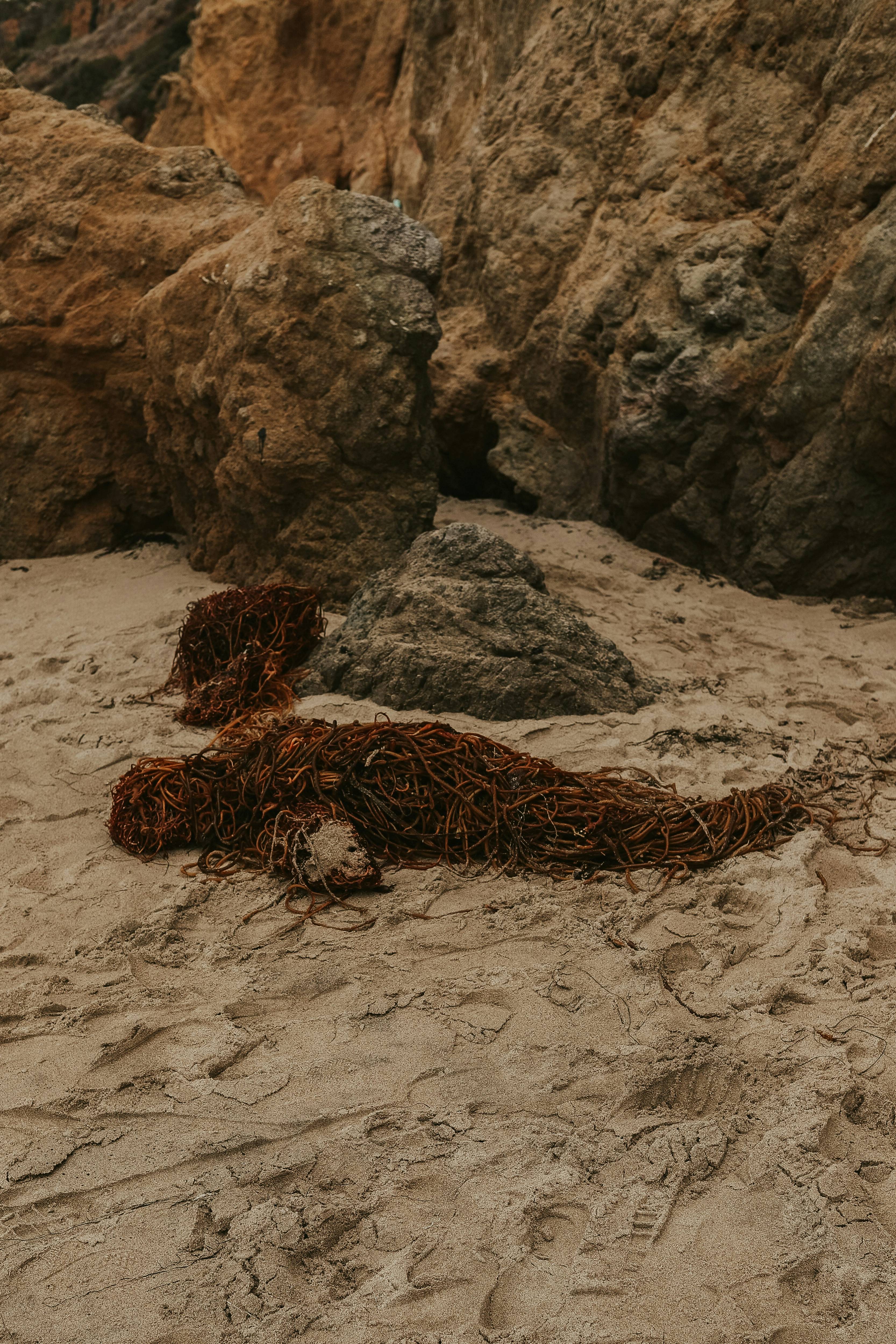 홍합 바다 이미지