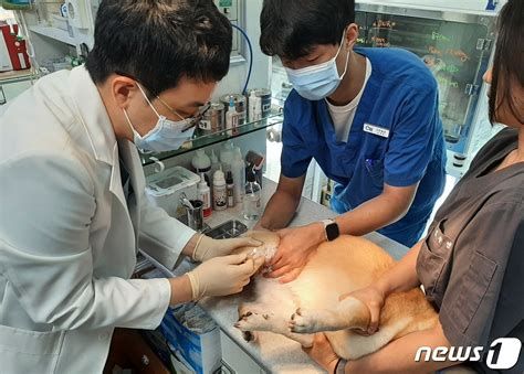 관절주사