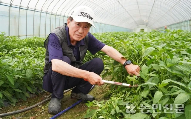 고춧잎 재배 잎 수확용 가지 치기 친환경 시비_2