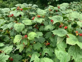 복분자 산딸기 차이점 생김새 영양소 비교 정리_8