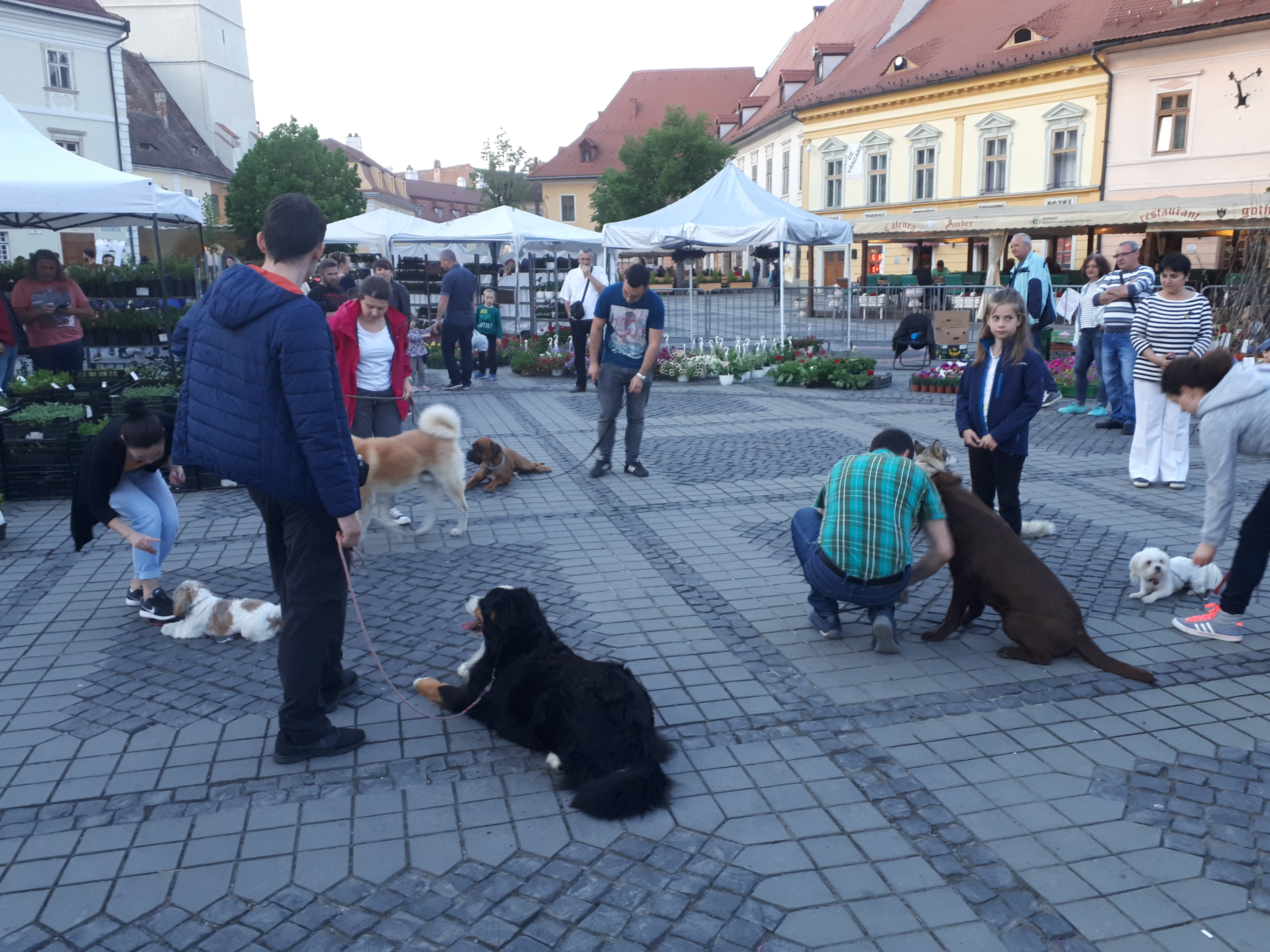 루마니아 시비우 대광장의 개들