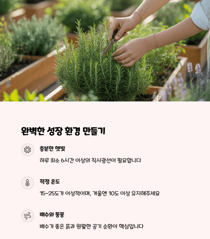 로즈마리 키우기