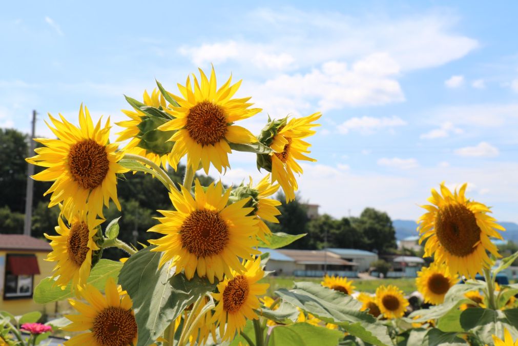 강주해바라기마을