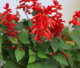 깨꽃으로 정원에 생기를