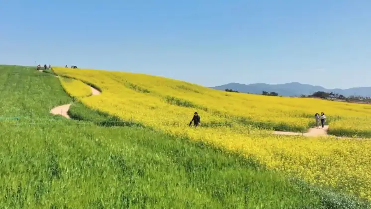 고창 청보리밭축제 주차장, 입장료, 프로그램