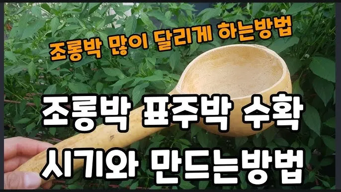 박 재배 직파 심기 순 따기 말림 보관_7
