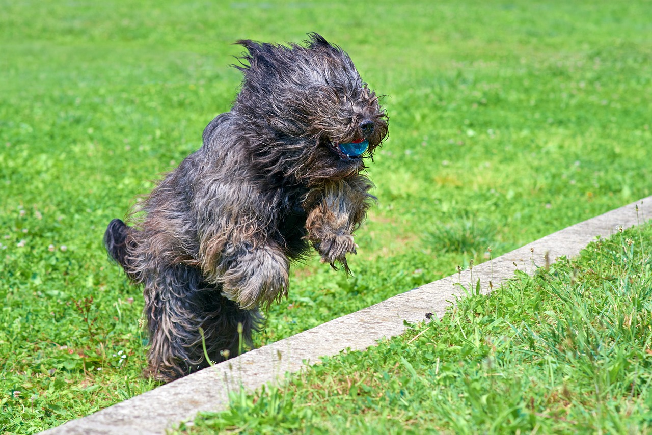 브리아드(Briard)2