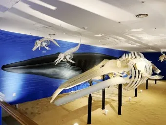 아이와 제주 여행 제주 민속 자연사박물관 예매 코스 가이드_19