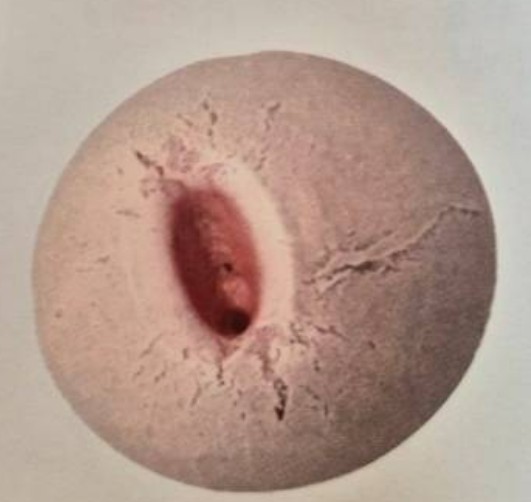 파리바게트 &amp;quot;베쫀볼&amp;quot; 논란 총정리