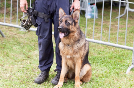 경찰과 저먼 셰퍼드 독