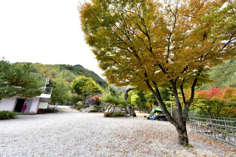 가평 자작나무숲 '또올래캠핑장' 미리보기