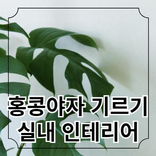 홍콩야자(셰프렐라) 키우기