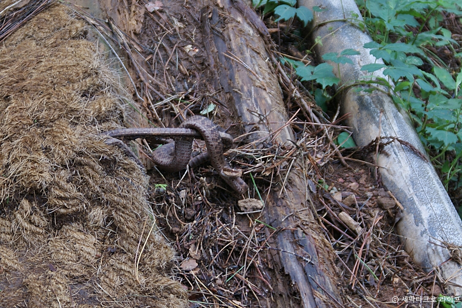 아홉산숲_뱀
