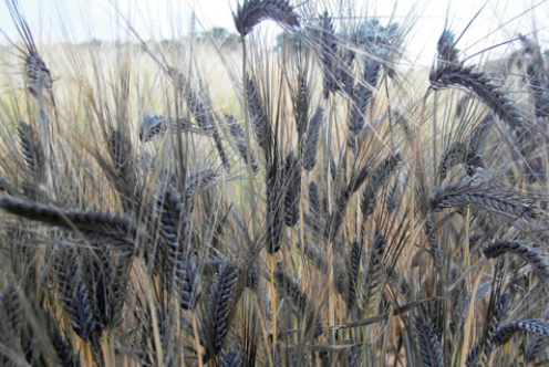 군산 수제맥주 페스티벌